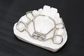 きれいな骨格と歯の模型